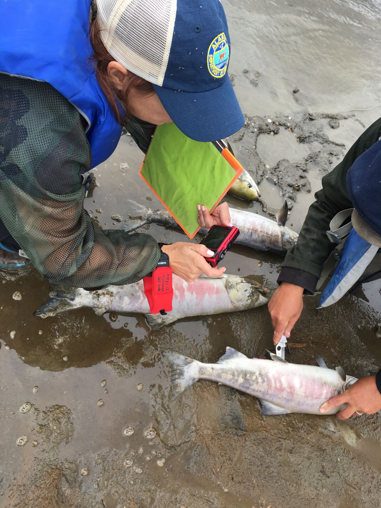 Koyukuk 1.jpg
